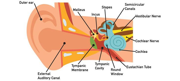What is ear infection hearing loss?